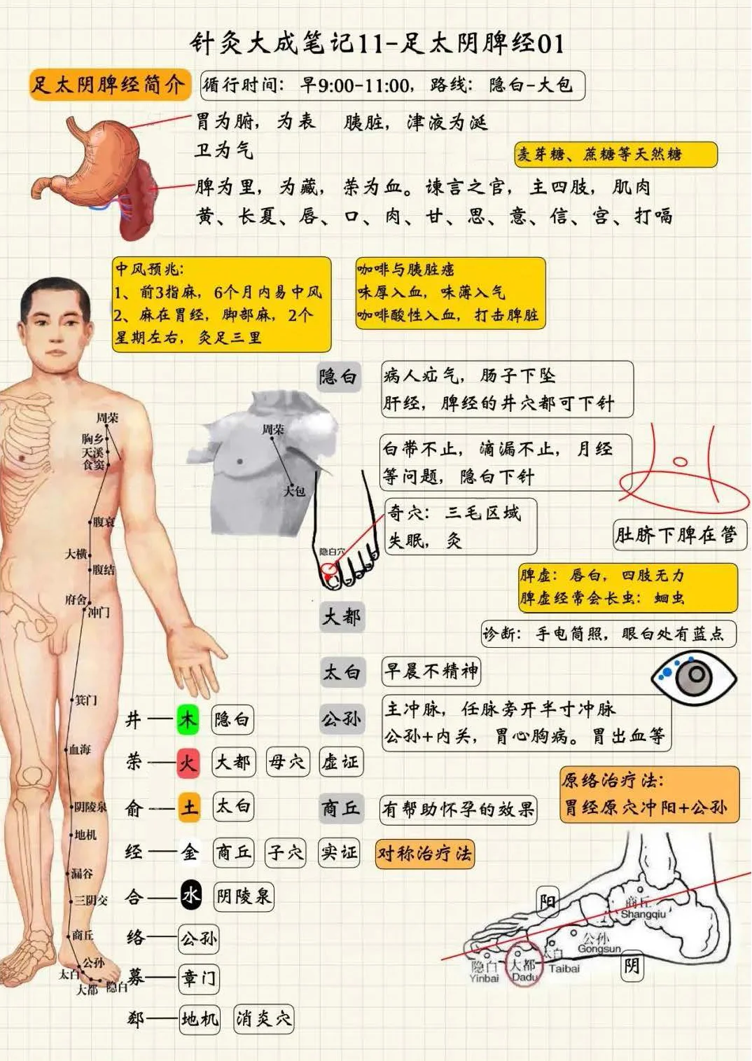 足太阴脾经1