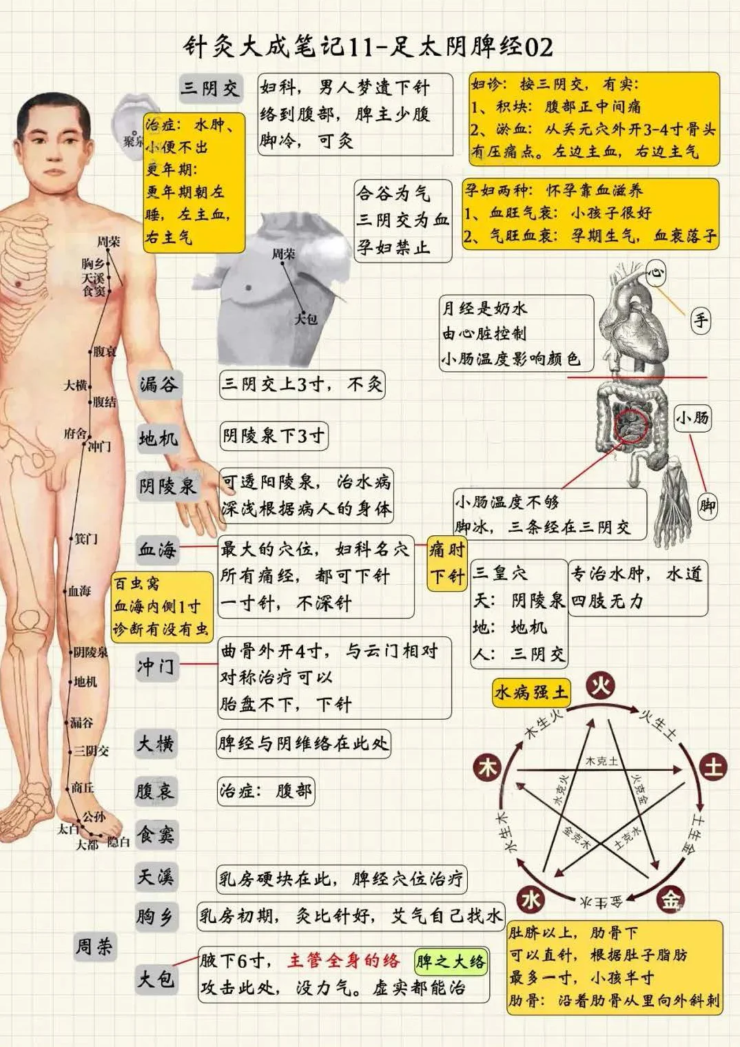 足太阴脾经2