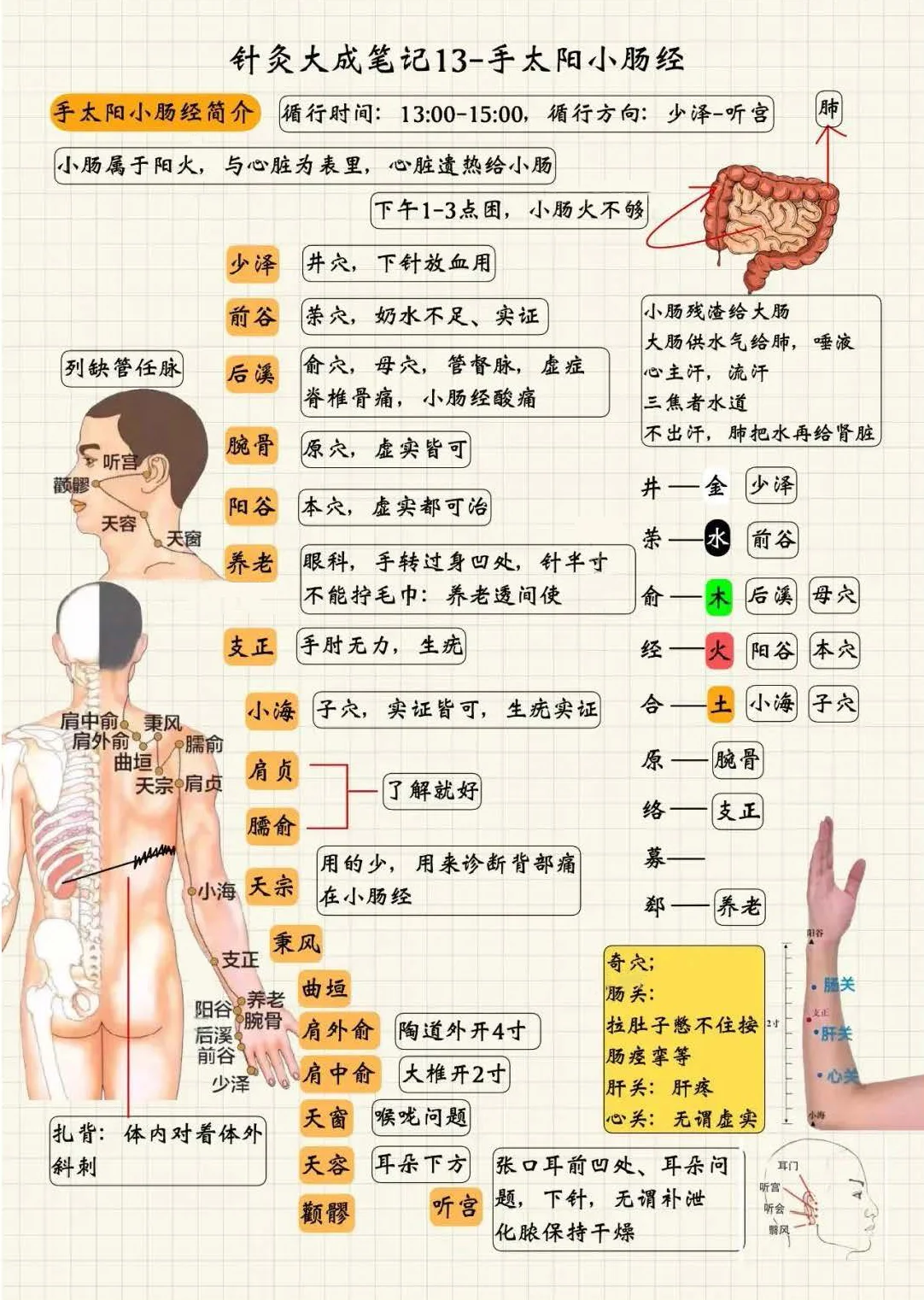 手太阳小肠经
