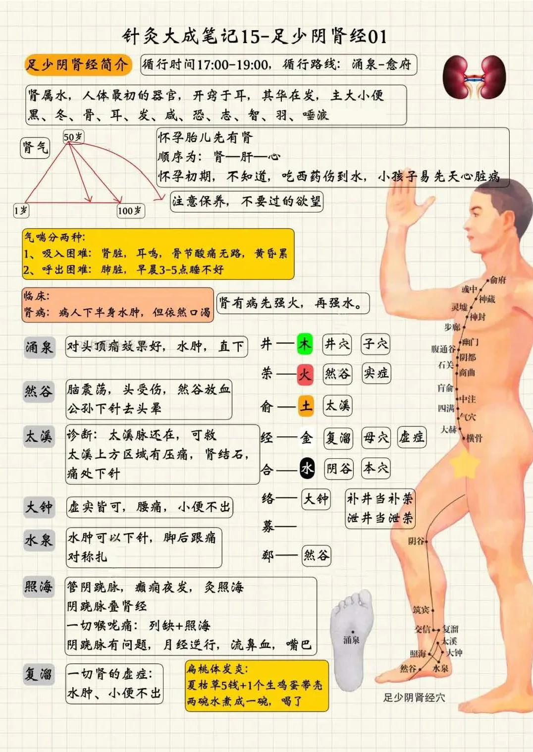 足少阴肾经1