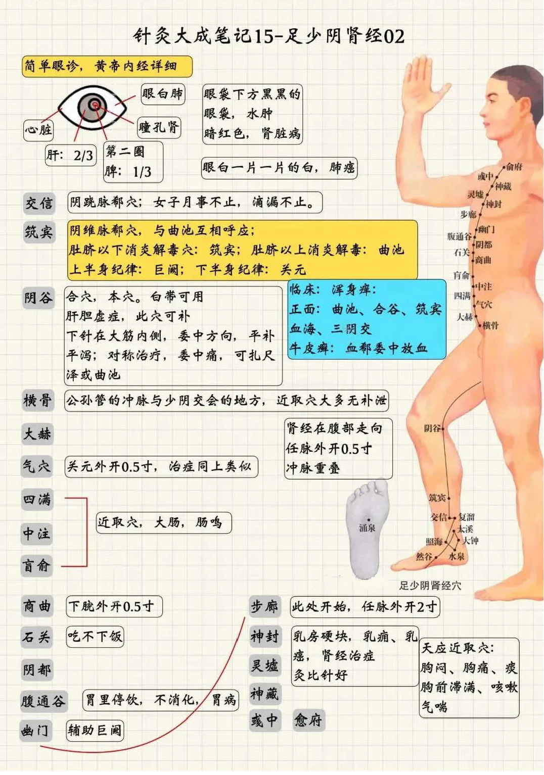 足少阴肾经2