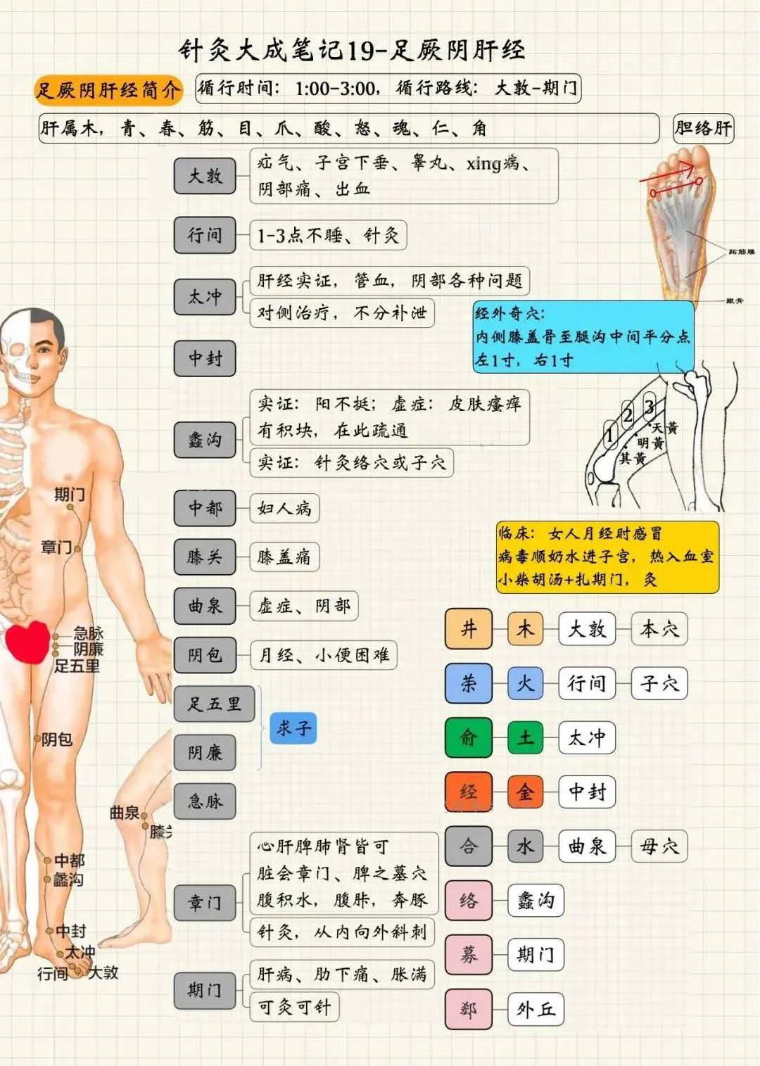 足厥阴肝经