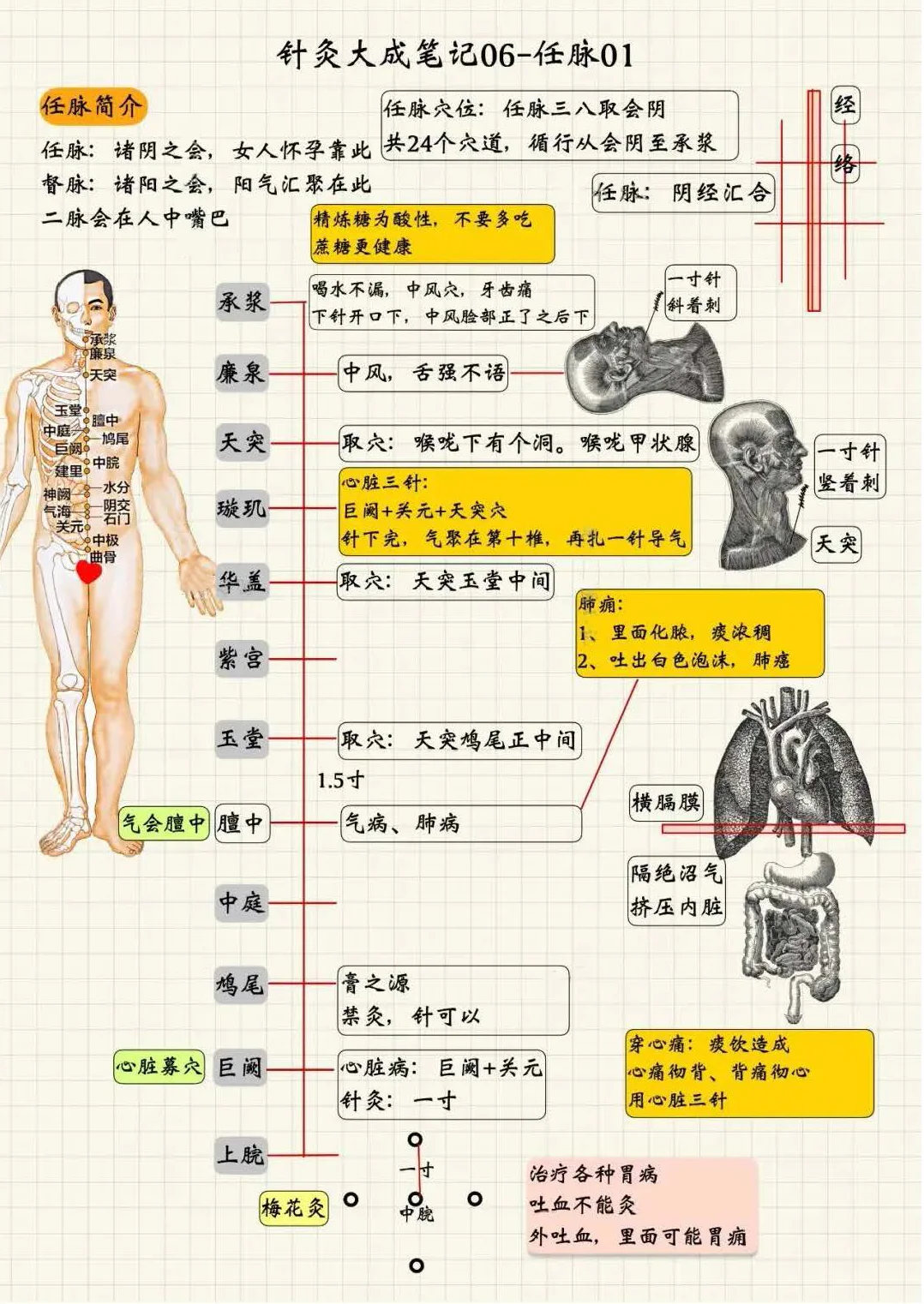 任脉经穴系统总结1