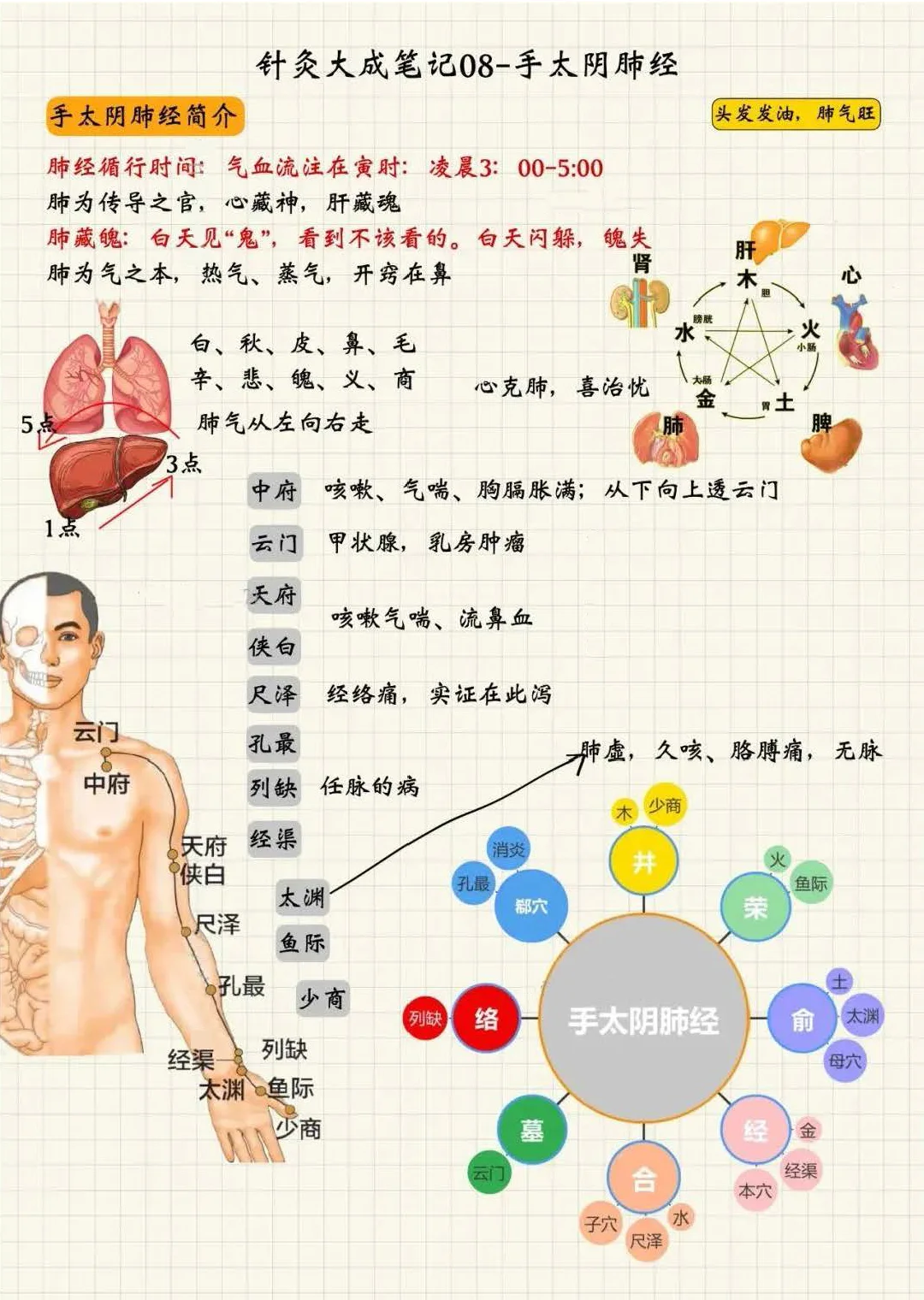 手太阴肺经